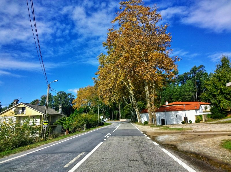 Road in Autumn 