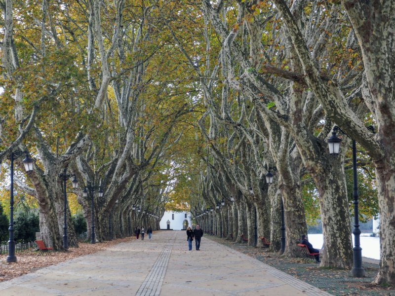 Avenida dos Platanos 