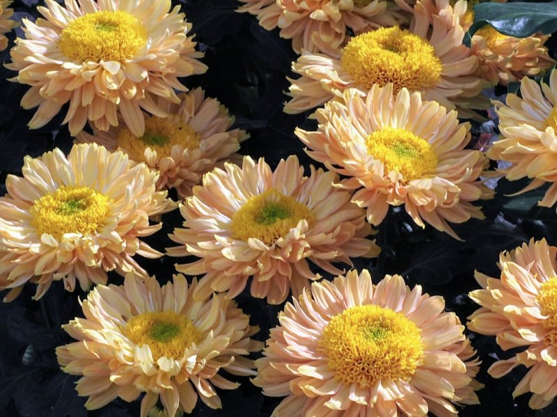 Autumn flowers 