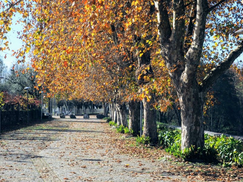 Autumn 