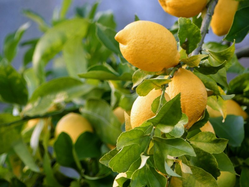 Lemon tree 