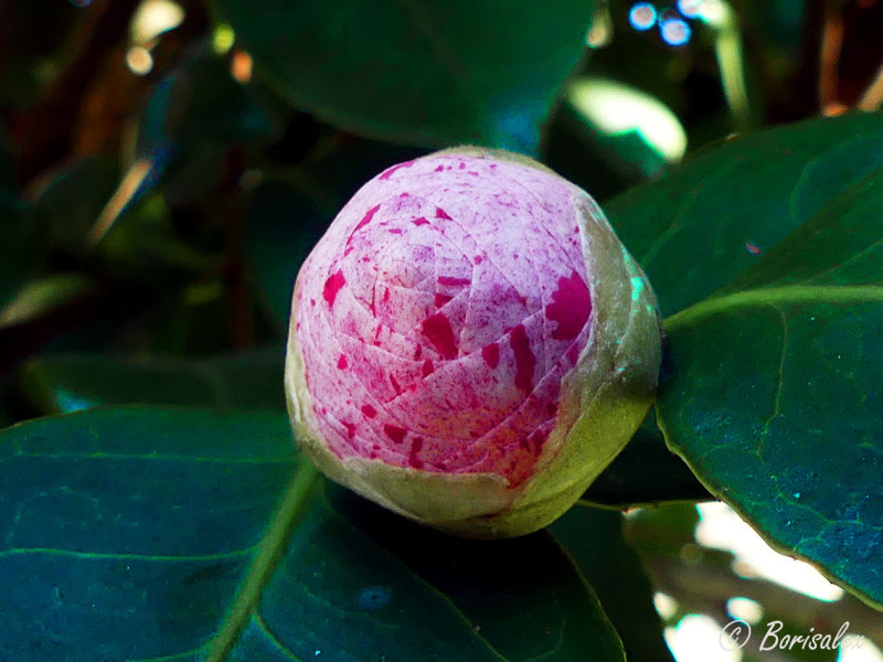 Budding Camellia