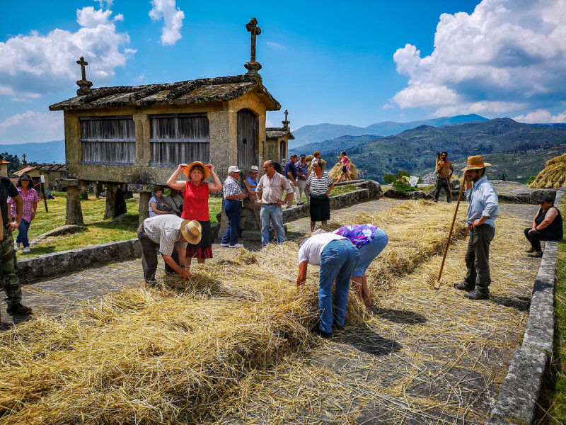 Grain threshing