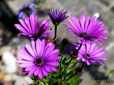 African Daisies