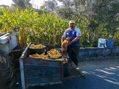 Corn harvest