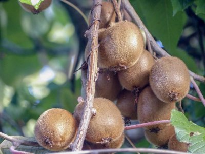 Kiwis 