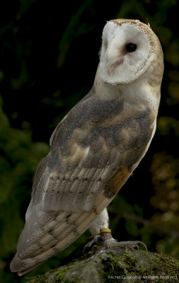 Barn Owl