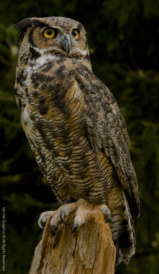 Great Horned Owl