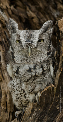 Eastern Screech Owl