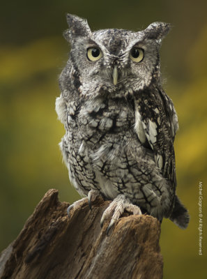 Eastern Screech Owl