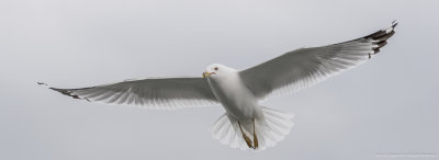 Seagull in Full Flight (80+80+80=240=>24.0)
