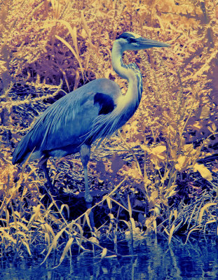 DSC_0043_done_crop_FB.jpg