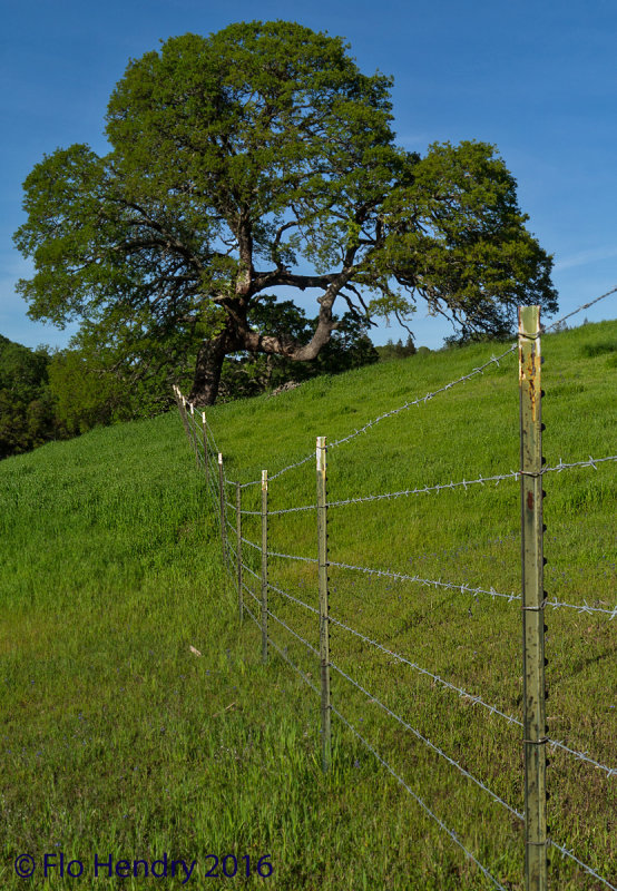 Knarly Fence Leads to the Knarly Tree