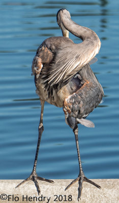 Blue Heron