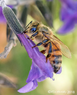 Bee Dazzling  - 28. Macro