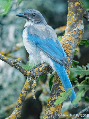 Scrub Jay - #36 Solidary