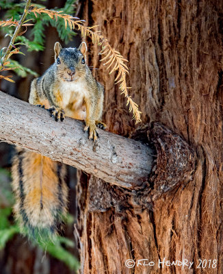 Wild Fox Squirrel - Female