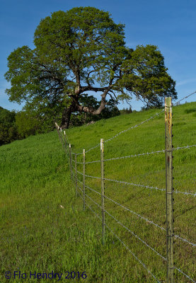 Rossmoor Views / Landscapes