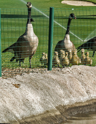 Don't Fence Us Out!