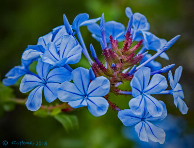 Blue flower_red center Pad V.jpg