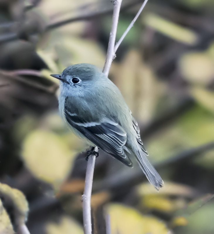 Hammonds Flycatcher