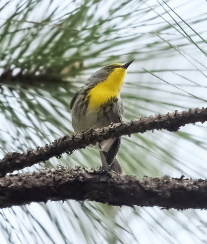 Olive-capped Warbler (Dendroica pityophil)