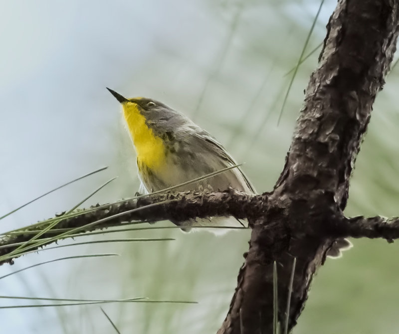 Olive-capped Warbler (Dendroica pityophil)