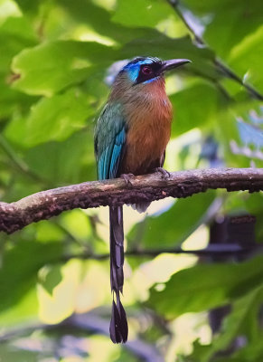 Trinidad Motmot