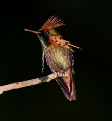 Tufted Coquette