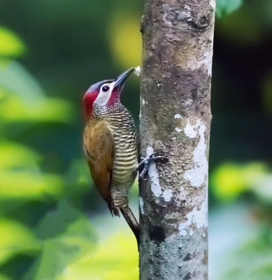 Golden-Olive Woodpecker