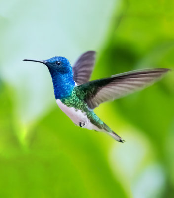 Jacobin Hummingbird
