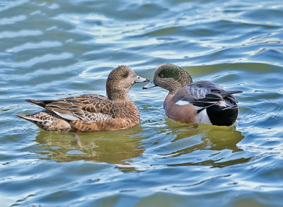 American Wigeons (male & female)