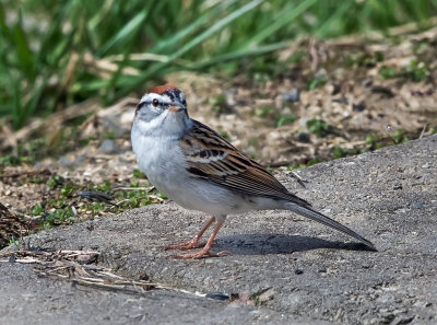 Chipping Sparrow