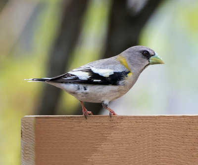 Evening Grosbeak