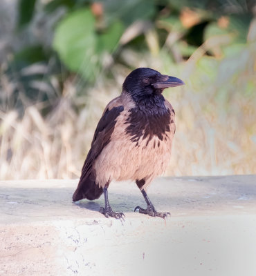 Hooded Crow is a Eurasian bird species in the Corvus genus (Corvus cornix)