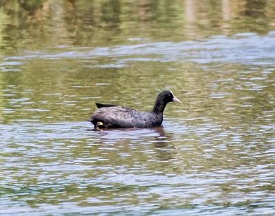 Eurasian coot (Fulica atra). 