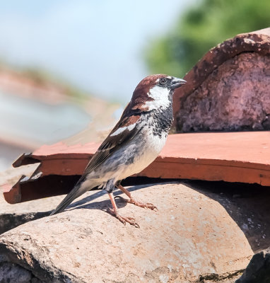 Italian sparrow, (Passer italiae) also known as the Cisalpine sparrow