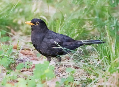 Eurasian Blackbird (Turdus merula) 