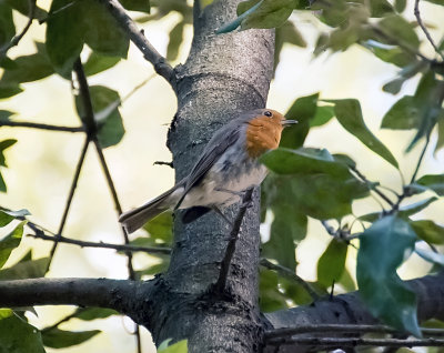 Eurasian Robin (Erithacus rubecula)