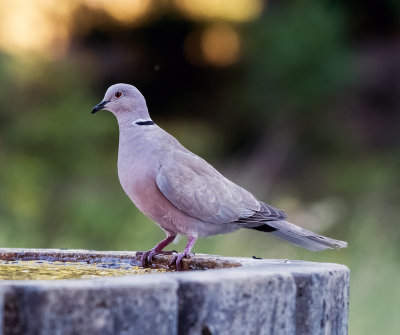 Eurasian collared dove (Streptopelia decaocto)