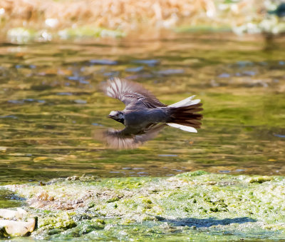 White Wagtail 