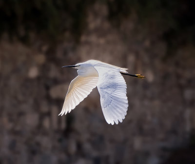 Little Egret (Egretta garzetta) 