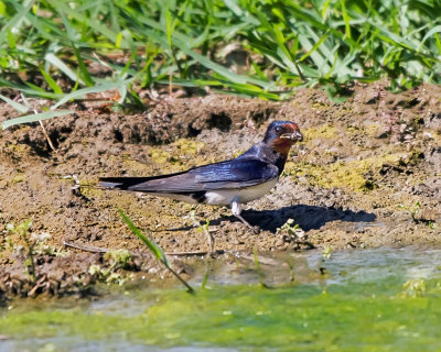 Barn Swallow 