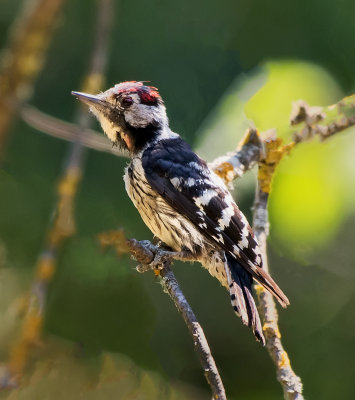 Lesser Spotted Woodpecker (Dryobates minor) 