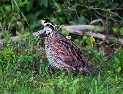 Nothern Bobwhite 