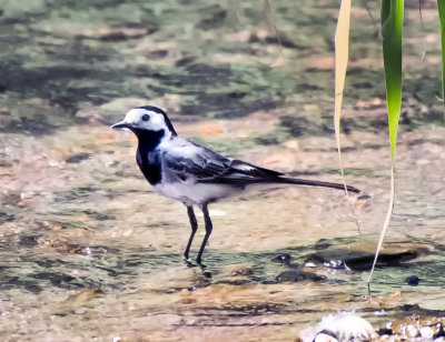 White Wagtail 