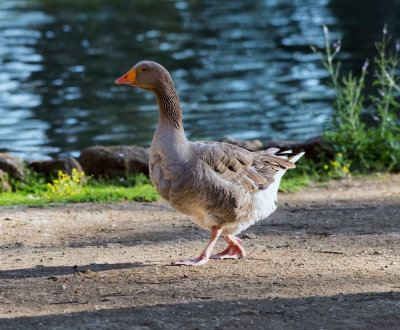 European Goose 