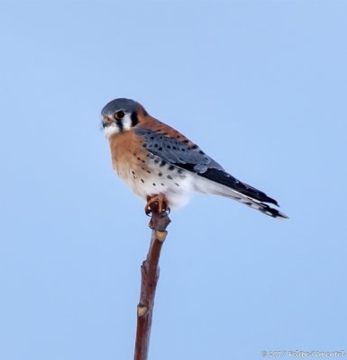 American Kestrel (Falcon)