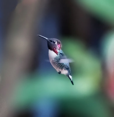 Bee Hummingbird (Cuban Zuzuncito)