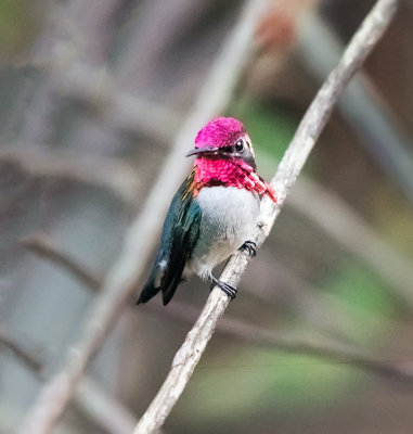 Bee Hummingbird (Cuban Zuzuncito)